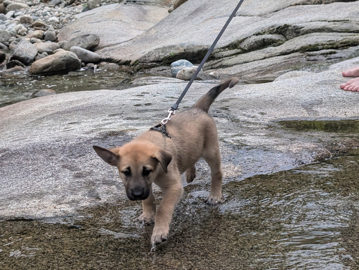 chinook dog
